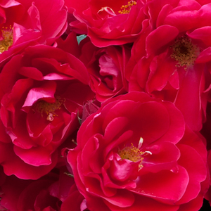 Web trgovina ruža - Crvena  - polianta ruže  - diskretni miris ruže - Rosa  Fairy Dance - Harkness & Co. Ltd - Bogata, grupirana skupina cvijeća,  do 20-30 cvijetova se nalazi na jednoj grani koja se dalje grana